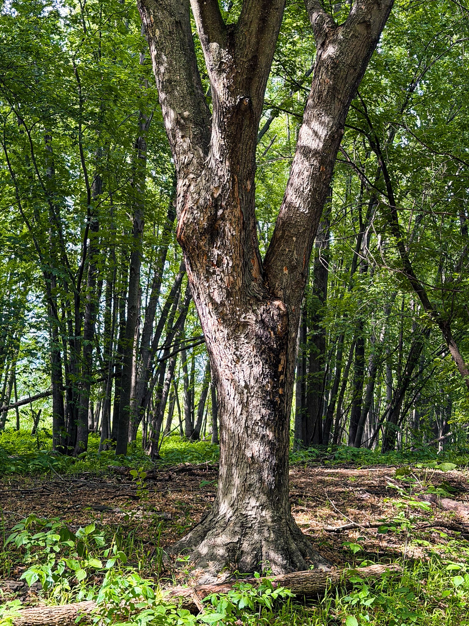 Sunlight filtering through a green Ontario forest, representing our commitment to sustainable woodworking.